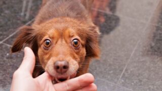 犬の噛み癖の原因と対策|しつけのコツとやってはいけない対応も紹介