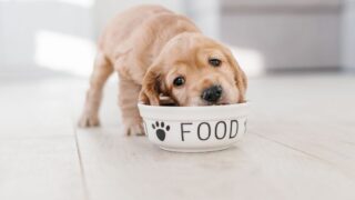 愛犬の健康を守る食事法|年齢別のポイントや栄養素、避けるべき食材