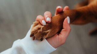 信頼関係を築きながら愛犬にお手を教える方法とは?犬種別に詳しく解説