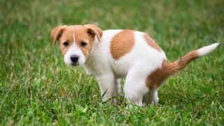 失敗しない犬のトイレしつけ術|グッズ選びや褒め方など成功する方法を解説