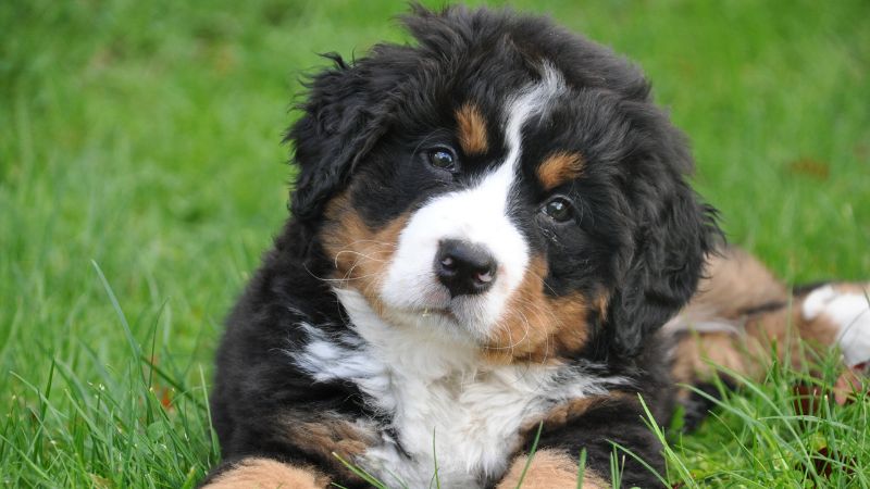 【初心者向け犬の飼い方ガイド】犬との暮らしを始めるために必要な準備と心構えを解説