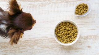 小型犬のドッグフードおすすめ5選!失敗しない選び方から栄養・適正量まで解説