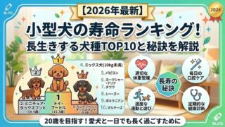 【2026年最新】小型犬の寿命ランキング！長生きする犬種TOP10と秘訣を解説 