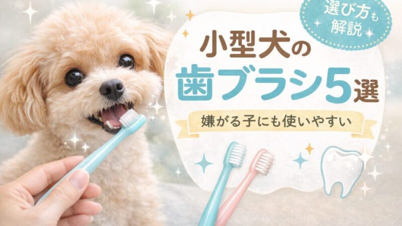 嫌がる・噛む小型犬も安心！歯ブラシおすすめ5選と正しい選び方・磨き方のコツ