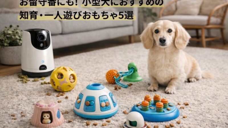 お留守番にも！小型犬におすすめの知育・一人遊びおもちゃ5選