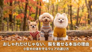 小型犬の洋服・ウェアおすすめ5選！サイズの選び方と着せるメリット・デメリットを解説 