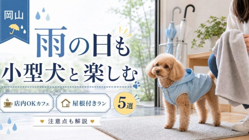岡山で雨の日に小型犬と過ごせる場所5選！店内OKカフェ・屋根付きラン・注意点を解説