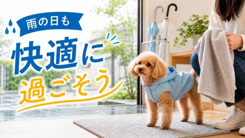 小型犬の梅雨対策完全ガイド！雨の日の散歩・室内遊び・湿気ケアを解説 