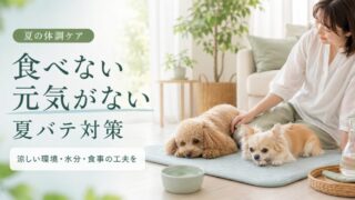 小型犬の夏バテ対策完全ガイド！食欲不振・元気がない時の原因と自宅でできるケアを解説 