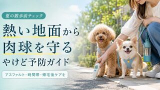 小型犬の肉球やけど対策ガイド！夏のアスファルト散歩で注意したい時間帯とケア方法 