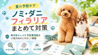 小型犬のノミ・ダニ・フィラリア対策完全ガイド！夏の散歩後チェックと予防薬の選び方を解説 