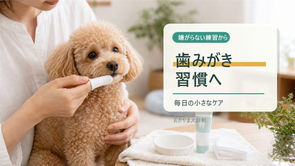 嫌がらない練習から歯みがき習慣へ